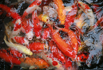 Koi carps crowding together competing for food.