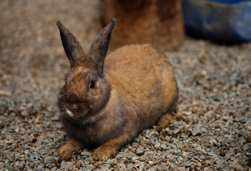 Cute Relaxing Bunny Rabbit with nature background