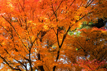 Colorful autumn leaves
