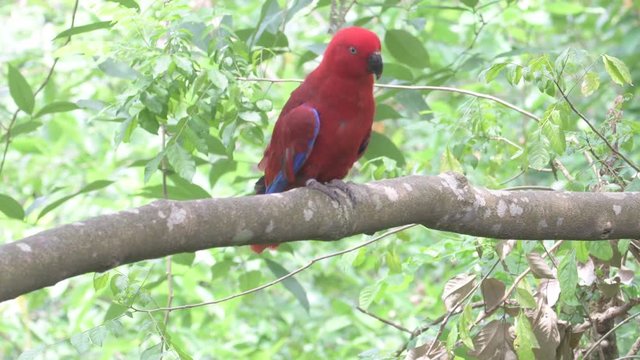 Colourful parrot sitting in tree branch and looking around, Singapore