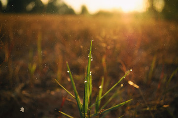 Morning Light Edit With Dust And Lint Effect to Look Vintage