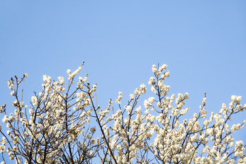 Beautiful plum Flower in spring