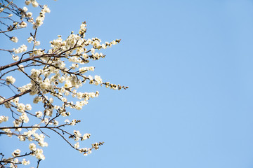 Beautiful plum Flower in spring