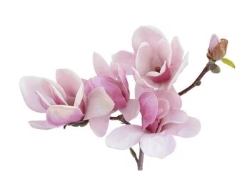 Zelfklevend Fotobehang magnolia bloem © anphotos99