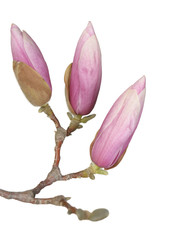 Fototapeta premium magnolia