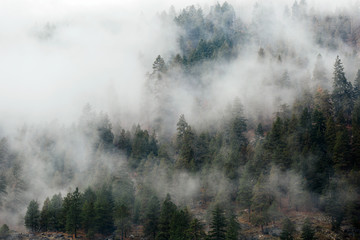 Foggy Evergreen Trees
