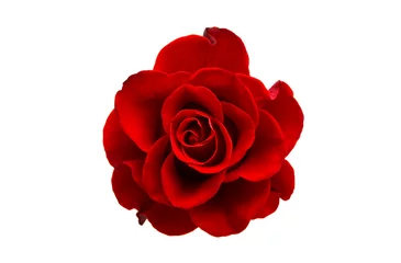 Fototapete Rosen rote Rose isoliert