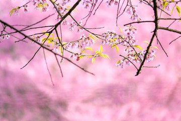 Beautiful cherry blossom flower with full bloom in Chiang Mai Thailand