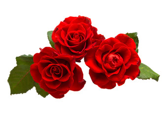 red rose isolated