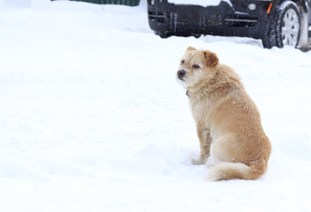 Winter. A lot of snow. A dog sits near the road and looks