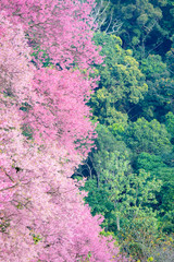 Beautiful cherry blossom flower with full bloom in Chiang Mai Thailand
