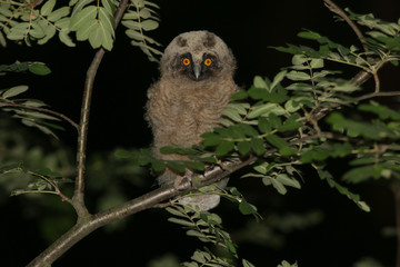 owl, wildlife, bird,  long-eared owl