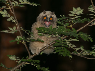 owl, wildlife, bird,  long-eared owl