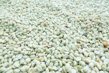 Dried raw coffee grains