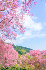 Naklejka premium Beautiful cherry blossom flower with full bloom in Chiang Mai Thailand