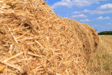 Fototapeta na wymiar Golden straw stubble field in autumn