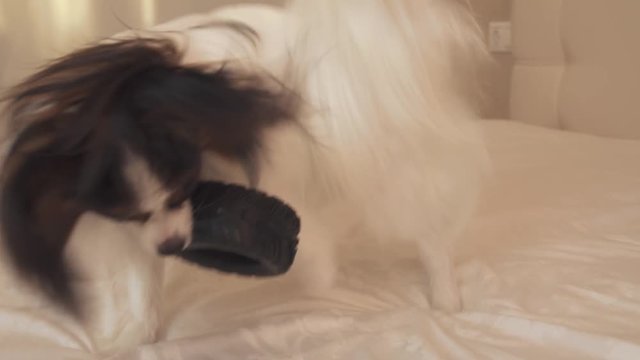 Young dog breeds Papillon Continental Toy Spaniel gnaws rubber tire - a fun tire changer stock footage video