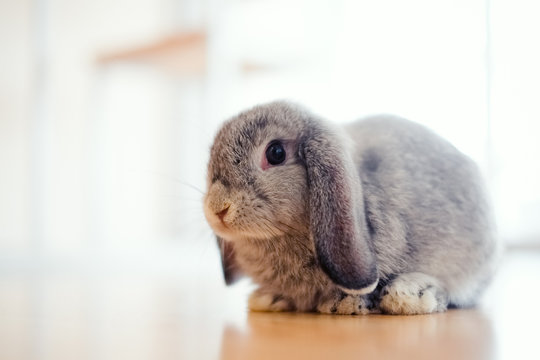 cute Baby Holland lop rabbit
