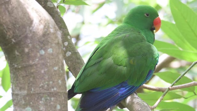 Colourful parrot sitting in tree branch and looking around, Singapore