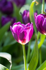 Fototapeta na wymiar Purple tulips in the garden