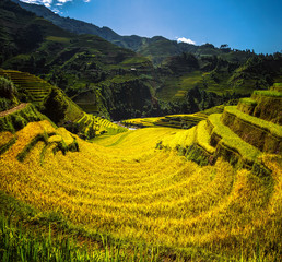 Rice field and rice terrace in Mu cang chai