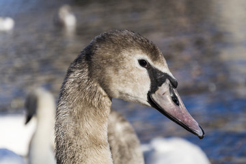 A young swan on the bank of the river Vltava. Portrait of a young swan.