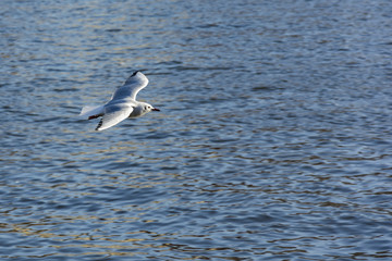 Flying seagull over the river. White seagull glade over the water.