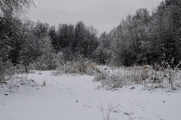 Las w zimowej szacie 