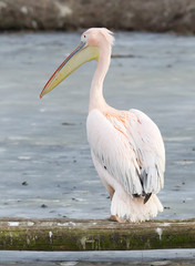 Pelican standing at a frozen pond
