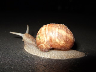 schnecke