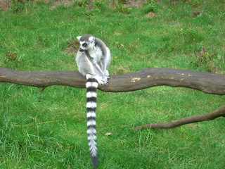Lemur