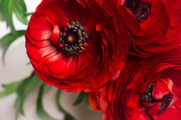 Deep red flower head closeup on white background. Festive summer backdrop.