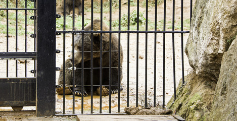 Bear locked zoo