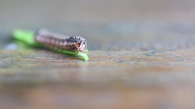 Caterpillar eating green leaf on wooden table and clamber away. the larva of a butterfly or moth.