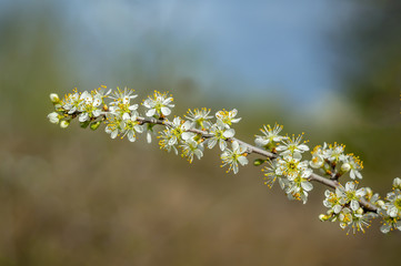 Frueh Jahr Schleh Lenz Dorn Bluete Frueh Jahr