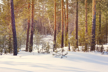 Fototapeta premium Winter landscape with forest on a sunny day. Waiting for the arrival of spring.