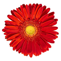 Indoor  flower red-yellow Gerbera isolated on white background. Close-up. Macro. Element of design.