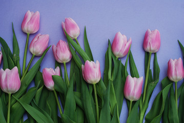 Fototapeta premium Bukiet różowych tulipanów, na fioletowym tle z miejsca na kopię. Widok z góry. płaskie Lay. Wiosna.