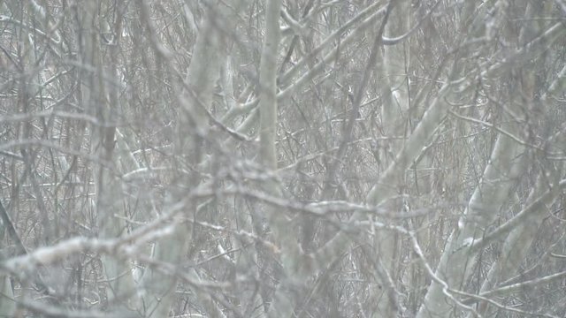 Snowfall in the branches. Slow motion
