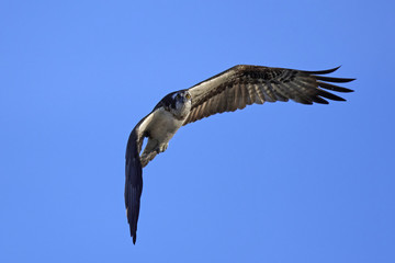 Osprey (Pandion haliaetus)