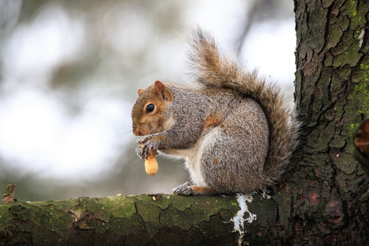 scoiattolo grigio (Sciurus carolinensis)