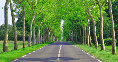 beautiful straight road and green trees in forest