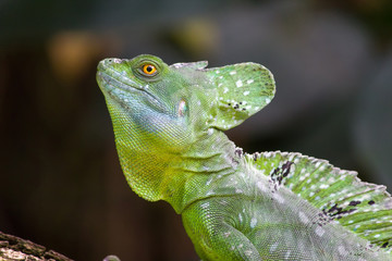 Green crested basilisk lizard - helmeted lizard