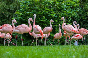 Pink flamingos
