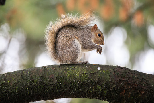scoiattolo grigio (Sciurus carolinensis)