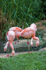 Pink flamingos