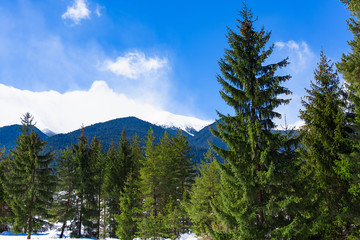 coniferous forest in winter
