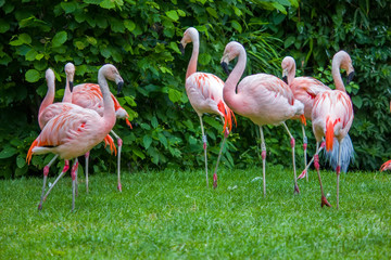 Pink flamingos