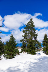 coniferous forest in winter