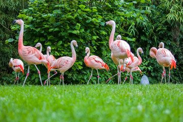 Pink flamingos